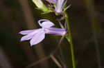 Glade lobelia